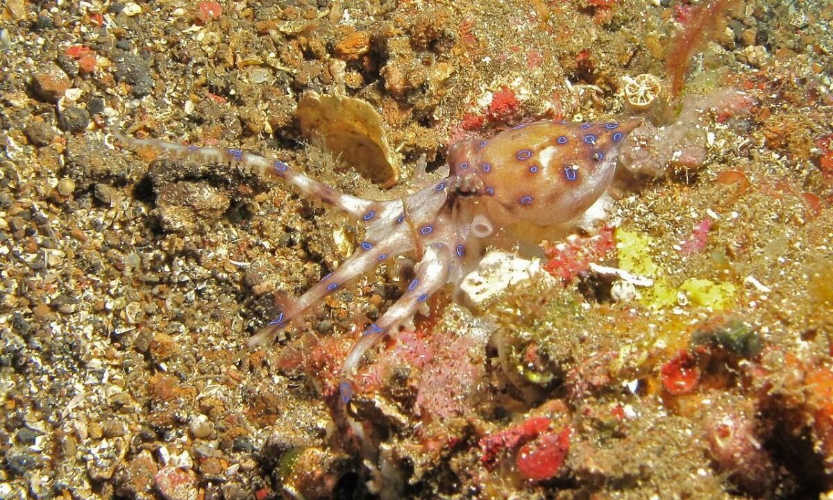 Blue-ringed octopus